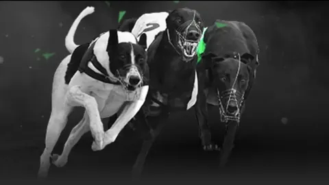 诺维奇0-3不敌切尔西，芒特双响哈弗茨破门立功